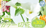 [1.5-286] カラー 切花 30本（3～4品種）四季農場《8月上旬-11月上旬頃出荷》北海道 当別町 花 お花 はな カラー 切り花 冷蔵便 北海道産 当別町産 インテリア