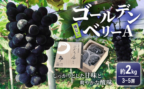 ゴールデンベリーA 約2kg 3～5房 【2025年産 予約受付】 ぶどう ブドウ 葡萄 お取り寄せ フルーツ 果物 種なし 甘い おすすめ 美味しい 選果場直送 送料無料 ギフト 贈答 兵庫県 1465072 - 兵庫県加西市