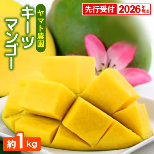 【先行受付】【2026年発送】ヤマト農園 キーツマンゴー約1kg - 産地直送 沖縄産 国産 果物 フルーツ 南国フルーツ 旬の味覚 追熟 先行予約 幻の味 人気 おすすめ 送料無料 沖縄県 八重瀬町 146548 - 沖縄県八重瀬町