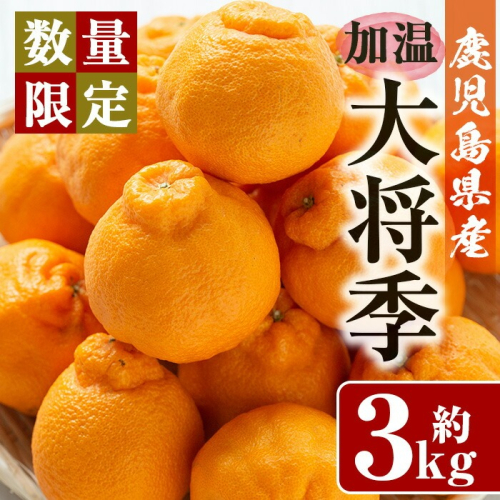 No.439 ＼先行予約受付中！2026年11月下旬以降発送予定／《期間・数量限定》加温大将季(約3kg・化粧箱入り)8～12玉入り！国産 九州産 フルーツ 蜜柑 みかん 大将季 ギフト 贈答 数量限定【さつま日置農協北部営農センター】 146650 - 鹿児島県日置市