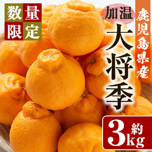 No.439 《期間・数量限定》加温大将季(約3kg・化粧箱入り)8～12玉入り！国産 九州産 フルーツ 蜜柑 みかん 大将季 ギフト 贈答 数量限定【さつま日置農協北部営農センター】 146650 - 鹿児島県日置市