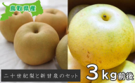 二十世紀梨と新甘泉のセット　3kg