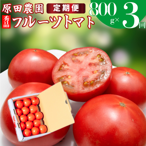 【3回定期便】フルーツトマト 原田農園 約800g 小箱　（12月下旬～5月頃発送）＜2024年12月下旬頃より発送＞＜毎年12月上旬頃まで申込受付＞ 1467118 - 高知県佐川町