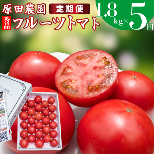 【5回定期便】フルーツトマト 原田農園 約1,800g 大箱（12月下旬～5月頃発送）＜2024年12月下旬頃より発送＞＜毎年12月上旬頃まで申込受付＞
 1467511 - 高知県佐川町