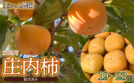 【令和6年産】庄内柿 たねなし柿 平核無柿 脱渋済み 家庭用 19～23玉　山形県鶴岡市 重ちゃん農園