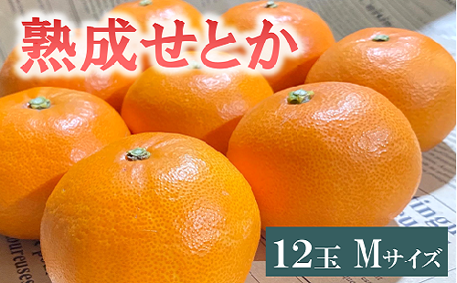 せとか 1.7kg 12玉 みかんのおと みかん 愛媛 先行予約 【2026年4月以降発送】 数量限定 愛媛県産 人気 柑橘 伊予市｜B309