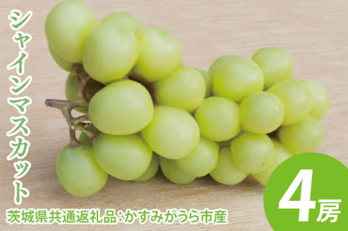シャインマスカット 4房（茨城県共通返礼品：かすみがうら市産）　※2024年8月初旬～2025年1月下旬頃に順次発送予定（CD024） 1468910 - 茨城県大子町