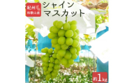 紀州和歌山産 シャインマスカット 約1kg ※2025年8月下旬頃〜2025年9月上旬頃に順次発送 ※日付指定不可 ぶどう ブドウ 葡萄 マスカット 果物 くだもの フルーツ 人気