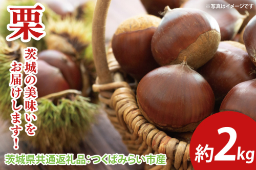 【先行予約】栗 約2kg（茨城県共通返礼品：つくばみらい市産）※2024年10月上旬～10月下旬頃に順次発送予定（CD094） 1469169 - 茨城県大子町