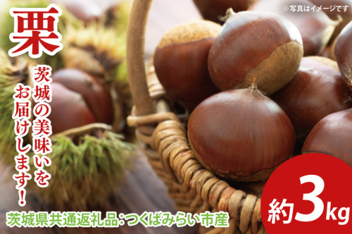 【先行予約】栗 約3kg（茨城県共通返礼品：つくばみらい市産）※2024年10月上旬～10月下旬頃に順次発送予定（CD095） 1469170 - 茨城県大子町