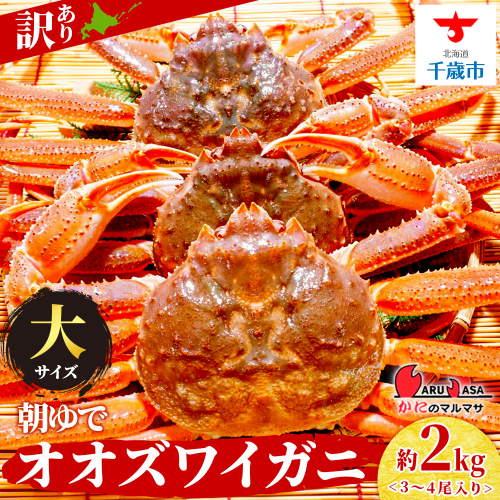 北海道産【 朝ゆで 】訳ありオオズワイガニ 2.0kg詰 ＜かにのマルマサ＞道産品 オオズワイ ズワイガニ ずわい蟹 カニ 蟹 規格外品 不揃い 訳アリ 訳有り 1469227 - 北海道千歳市