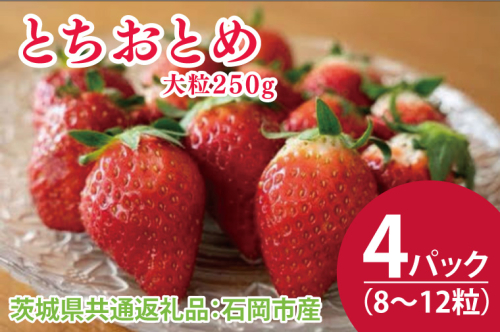 【先行予約】とちおとめ大粒250g（8〜12粒）×4pc（茨城県共通返礼品：石岡市産）合計約1kg　※2024年12月初旬～2025年3月下旬頃に順次発送予定(CD001) 1469425 - 茨城県大子町