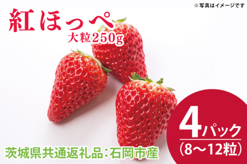 【先行予約】紅ほっぺ 大粒250g（8〜12粒）×4パック（茨城県共通返礼品：石岡市産）合計約1kg　※2024年12月初旬～2025年3月下旬頃に順次発送予定(CD002） 1469426 - 茨城県大子町