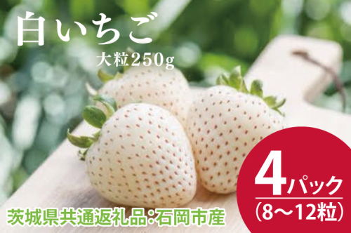 【先行予約】白いちご 大粒250g（8〜12粒）×4パック（茨城県共通返礼品：石岡市産）合計約1kg　※2024年12月初旬～2025年3月下旬頃に順次発送予定(CD004） 1469458 - 茨城県大子町