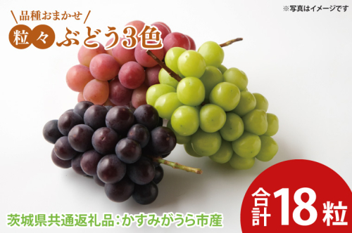 粒々ぶどう 3色 合計18粒 品種おまかせ（茨城県共通返礼品：かすみがうら市産）　※2024年9月初旬～2024年10月下旬頃に順次発送予定（CD057） 1469557 - 茨城県大子町