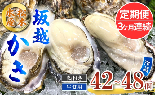 定期便 牡蠣 生食用 坂越かき 殻付き 42～48個《3ヶ月連続お届け》 松本水産 [ 生牡蠣 真牡蠣 かき カキ 冬牡蠣 ] 1469569 - 兵庫県赤穂市