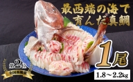 A153p 日本本土最西端の海で育った高級真鯛