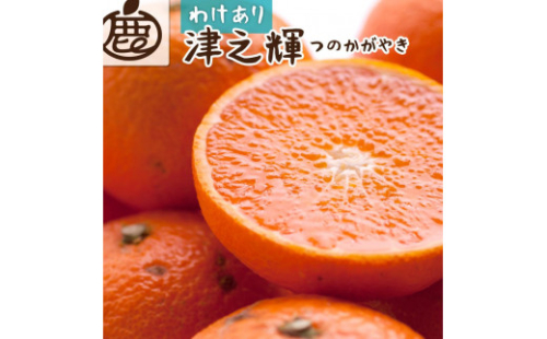 ＜2月より発送＞家庭用 津之輝1.2kg+36g（傷み補償分）つのかがやき【わけあり・訳あり】【光センサー選別】【IKE57】 1469652 - 和歌山県那智勝浦町