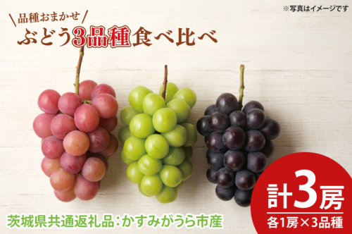 【先行予約】ぶどう3品種食べ比べ 各1房 計3房（茨城県共通返礼品：かすみがうら市産）　※2025年9月初旬～2025年10月下旬頃に順次発送予定（CD059） 1470319 - 茨城県大子町