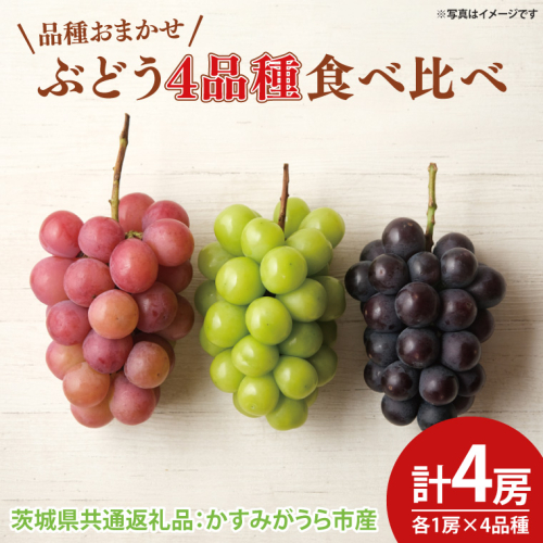 【先行予約】ぶどう4品種食べ比べ 各1房 計4房（茨城県共通返礼品：かすみがうら市産）　※2025年9月初旬～2025年10月下旬頃に順次発送予定（CD060） 1470326 - 茨城県大子町