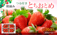 つる付き とちおとめ 4パック（12月下旬～1月上旬発送） いちご 果物 フルーツ 苺 イチゴ くだもの 朝取り 新鮮 美味しい 甘い [№5840-2297]