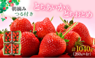 あいか×おとめハーフ＆ハーフ 4パック （11下旬～12月中旬発送） いちご 果物 フルーツ 苺 イチゴ くだもの とちあいか とちおとめ 朝取り 新鮮 美味しい 甘い [№5840-2326]