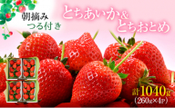 あいか×おとめハーフ＆ハーフ 4パック （12下旬～1月上旬発送） いちご 果物 フルーツ 苺 イチゴ くだもの とちあいか とちおとめ 朝取り 新鮮 美味しい 甘い [№5840-2327]