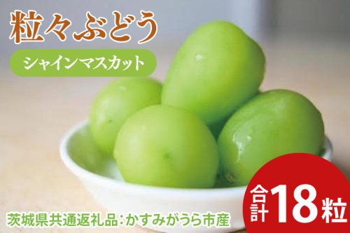 粒々ぶどう シャインマスカット18粒（茨城県共通返礼品：かすみがうら市産）　※2024年8月初旬～2025年1月下旬頃に順次発送予定（CD053） 1471062 - 茨城県大子町