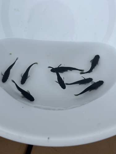 メダカ オロチ ５匹 （２ペア＋１匹） 死着保証 ／ aju succulent 観賞魚 淡水魚 魚 ペット 生き物 奈良県 葛城市 1471642 - 奈良県葛城市