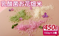 C220 乳酸菌お花畑米