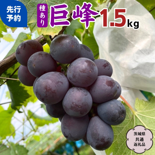 【2025年8月中旬から発送開始 】 巨峰 1.5kg ( 種あり ) ( 茨城県共通返礼品 石岡市 ) ぶどう ブドウ フルーツ 果物 [DC007sa]	 1472437 - 茨城県桜川市