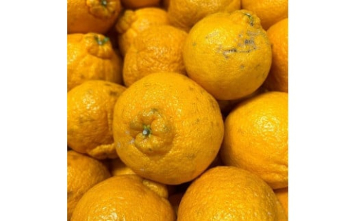 和歌山産 不知火 約3kg ［家庭用］［US64］ 1472728 - 和歌山県那智勝浦町