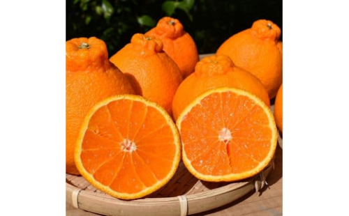 和歌山産 不知火［12玉～24玉］秀品［US63］ 1472729 - 和歌山県那智勝浦町