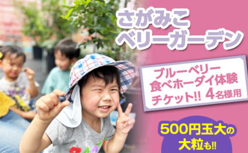 【おいしいにまなびをプラス】関東最大級の30種類越え！！4名様用 さがみこベリーガーデンのブルーベリー食べホーダイ体験チケット！！ 1475146 - 神奈川県相模原市