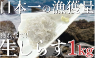 漁師がとれたてを即冷凍!生しらす(しらす日本一の島 篠島産)1kg