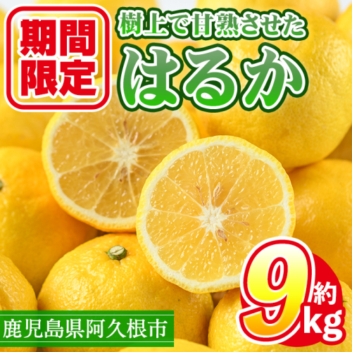 ＜先行予約受付中！2026年2月上旬以降順次発送予定＞数量限定！鹿児島県産 はるか(約9kg) 国産 柑橘 果物 果実 くだもの フルーツ 旬 デザート 期間限定 数量限定 鹿児島県産 阿久根市産 樹上完熟 ノーワックス【三笠農業生産】a-14-65-z 147571 - 鹿児島県阿久根市