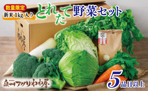 【数量限定】【新米1kg入り】ねね屋の採れたて野菜セット 5品目以上 詰め合わせ 期間限定 010B1476 1476414 - 大阪府泉佐野市