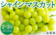 三浦農園 シャインマスカット 2房から3房 (約1.5kg) 2024年8月28日から10月14日 出荷予定