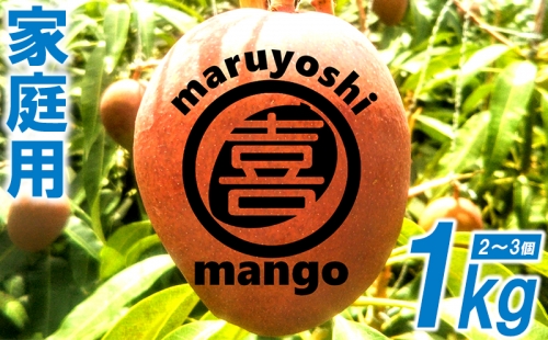うるま市産「家庭用」マンゴー1kg　まるよしマンゴー農園【2022年発送】
