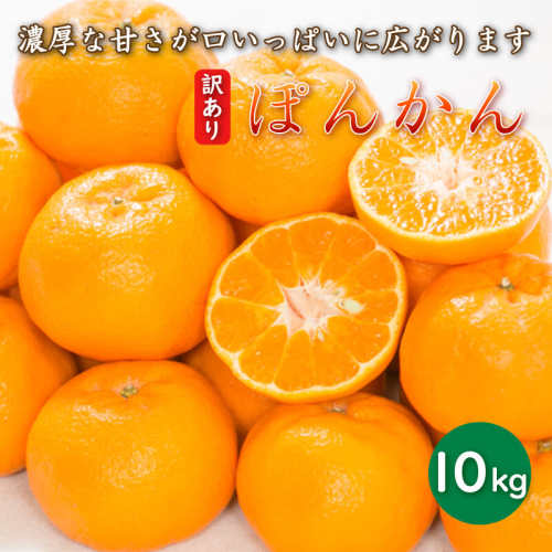【先行予約】 訳あり 減農薬 ポンカン 10kg 愛南フルーツ サイズミックス サイズ混合 不揃い 柑橘 蜜柑 愛媛 みかん 果物 フルーツ 産地 産直 発送期間: 2027年1月中旬～なくなり次第終了 147973 - 愛媛県愛南町
