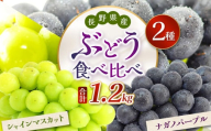 【先行予約】信州産 ナガノパープル、シャインマスカットのセット 約1kg (2房)｜ふるさと納税 松本市  ぶどう 葡萄 シャインマスカット ナガノパープル 果物 フルーツ 種無し 新鮮 セット 食べ比べ 信州産 先行予約