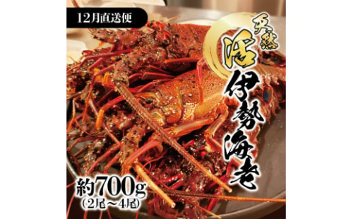 12月直送便 土佐獲れ 活伊勢海老 約700g（２尾～４尾） 天然 エビ　えび 伊勢エビ 海鮮 お刺身 刺し身 丸焼き しゃぶしゃぶ 故郷納税 ふるさとのうぜい 返礼品 高知県 高知 27000円 1480036 - 高知県土佐市