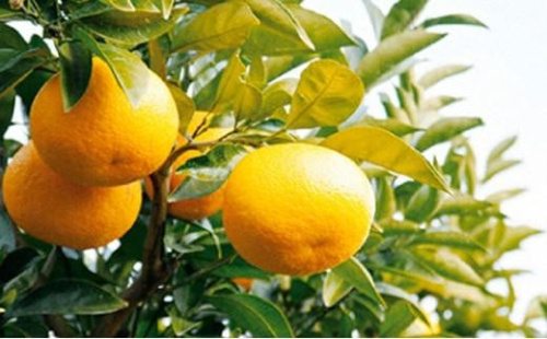 【2026年3月中旬より順次発送】駿河湾の太陽をサンサンと浴びたスルガエレガント！【配送不可：離島】◆ 1480177 - 静岡県静岡市