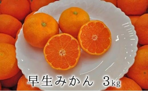 【2024年11月中旬より順次発送】秋の味覚　果汁たっぷり　早生みかん3kg★★ 1480191 - 静岡県静岡市