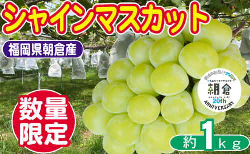 【朝倉市制施行20周年記念企画】 数量限定 シャインマスカット 1～3房 約1kg ゆう美果樹園 シャイン マスカット 葡萄 ※配送不可：離島 1483840 - 福岡県朝倉市