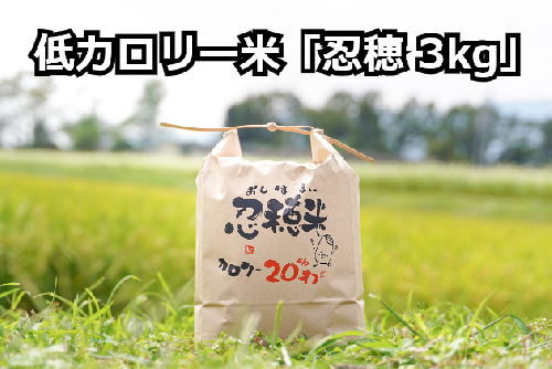 低カロリー米 忍穂(おしほ)3kg お米 148424 - 長野県駒ヶ根市