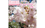 勝浦ひな桜 苗木 1本