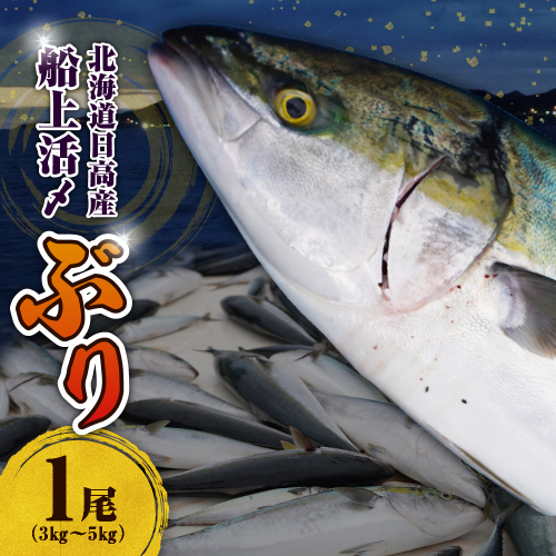 えりも【マルデン特製】（冷蔵）船上活〆北海道日高産ぶり1尾　3kg～5kg【er002-074】 1484646 - 北海道えりも町