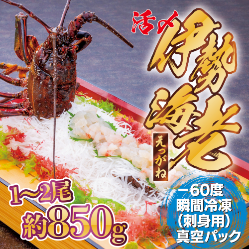 【活き〆冷凍】肝付町内之浦産　伊勢海老（えっがね）の刺身〈約850ｇ〉 148468 - 鹿児島県肝付町