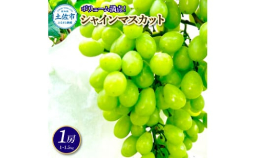 シャインマスカット 1～2房 1～1.5kg 1～1.5キロ 葡萄 ぶどう ブドウ 果物 くだもの フルーツ デザート ジュース ゼリー ケーキ タルト アレンジ 巨峰 炭酸漬け 美味しい ギフト 1487327 - 高知県土佐市